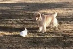 Golden Retriever has the Sweetest Playtime with Her Bunny Rabbit Friend