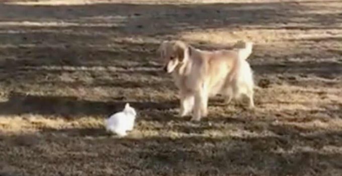 Golden Retriever has the Sweetest Playtime with Her Bunny Rabbit Friend