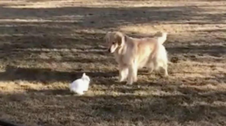 Golden Retriever has the Sweetest Playtime with Her Bunny Rabbit Friend