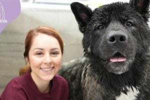 Handsome American Akita Gets His First Bath
