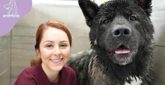Handsome American Akita Gets His First Bath