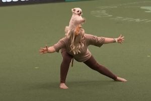 Tiny Dog Impresses Crowd by Becoming Lion King of Crufts