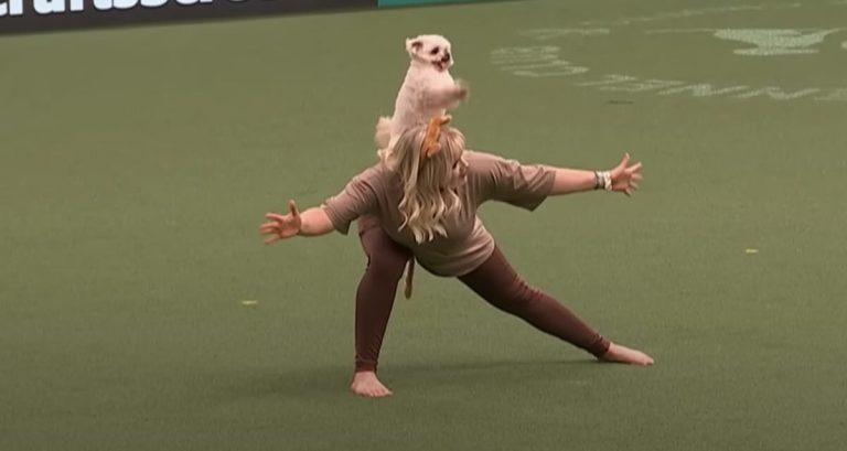 dog performs lion king at crufts