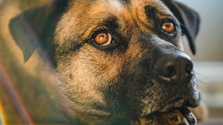 dog dad left behind after mama and pups rescued