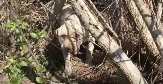 Abandoned Mama Dog Bravely Raising Puppies in the Bushes is So Relieved to See Rescuer