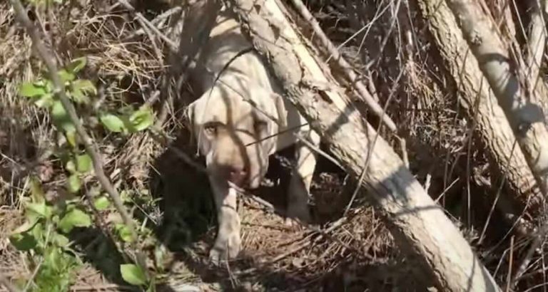 mama dog raises babies in bushes