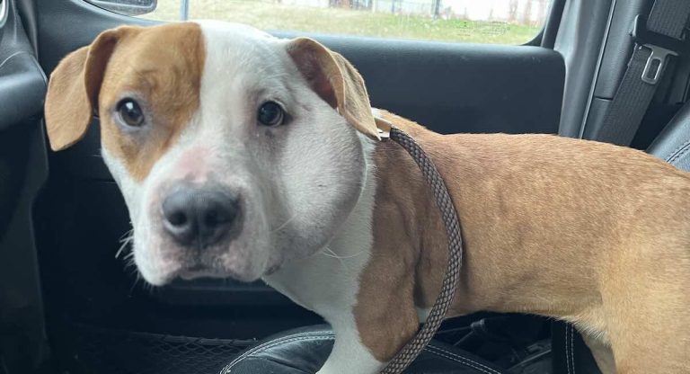 Mailman Finds Tiny Pittie with Swollen Head and Makes Special Delivery