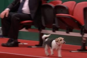 Dog Decides to ‘Say Hello to Everyone’ in Middle of Competition at Crufts