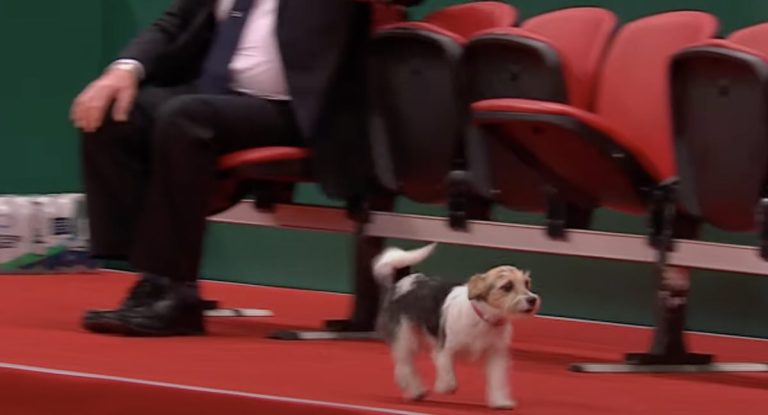 Penny the dog veers off track during Hooper's Display at Crufts