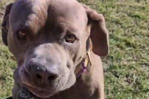 Couple Fostering Reactive Cane Corso Gives Him a Much Needed Second Chance