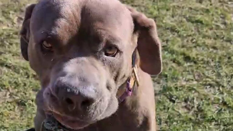 Couple Fostering Reactive Cane Corso Gives Him a Much Needed Second Chance