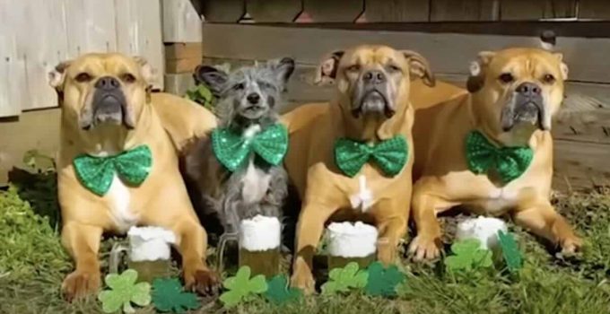 Rescue Dogs Adorably Lap Up Fake Beer to Celebrate St. Patrick’s Day