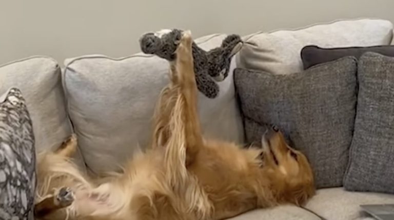 teddy loves admiring his toys