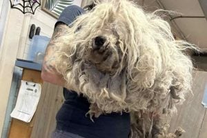 Severely Matted Dog Buried Under Fur Wags His Tail As Rescuers Groom Him