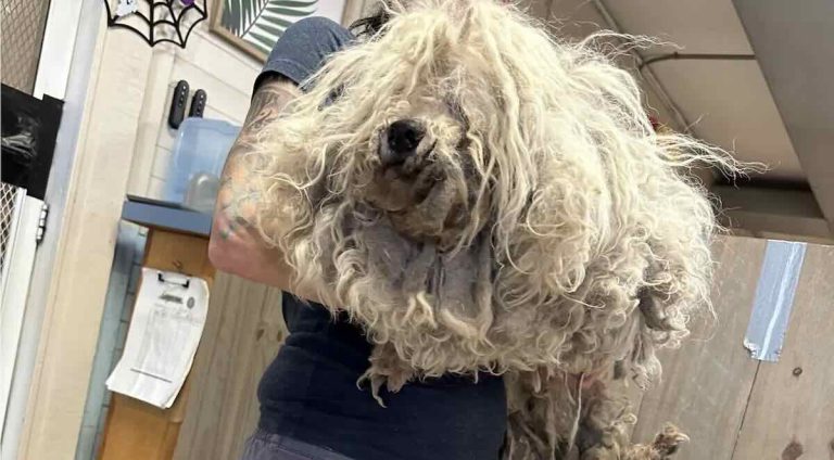 Severely Matted Dog Buried Under Fur Wags His Tail As Rescuers Groom Him