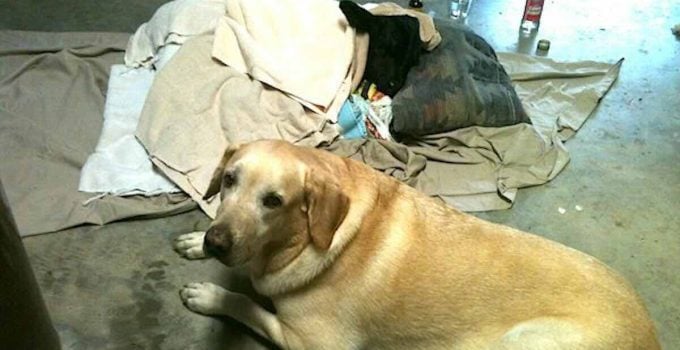 Labrador Retriever Rescues Freezing Calf and then Refuses to Leave His Side