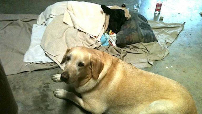 dog rescues freezing calf