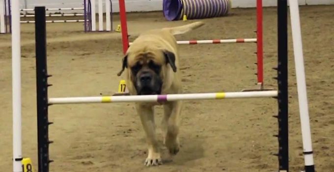 Mastiff Competing in Dog Agility Lumbers Around the Course