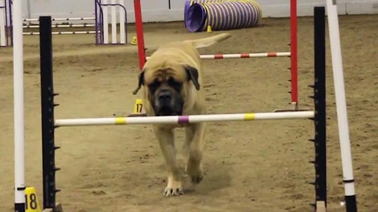 Mastiff competes in agility