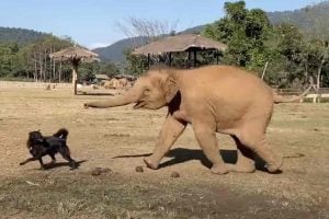 Rescued Baby Elephants Enjoy Playing With Their New Dog Friend