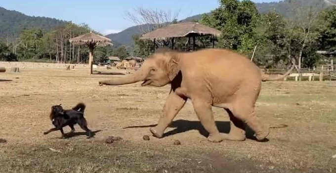 Rescued Baby Elephants Enjoy Playing With Their New Dog Friend