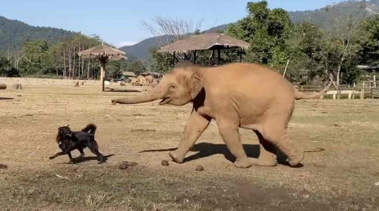baby elephant chases dog