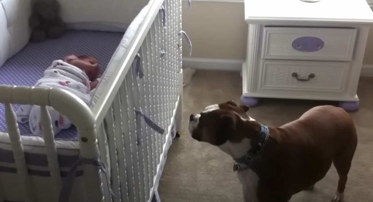 Boxer tends to baby