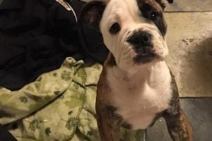 Adorably Fearless Bulldog Puppy Leaps Off Bed Into Her Dad’s Arms