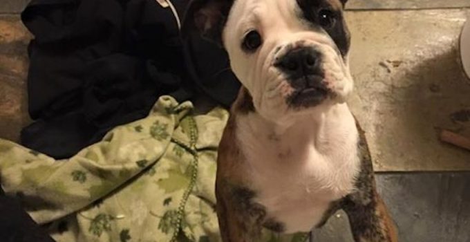 Adorably Fearless Bulldog Puppy Leaps Off Bed Into Her Dad’s Arms