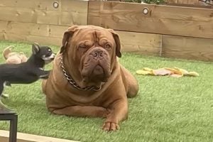 Big Dog Doesn’t Want to Play With His Persistent Little Brother