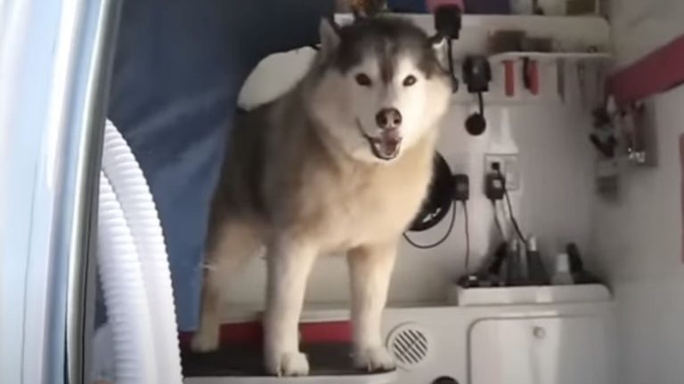 cry baby husky