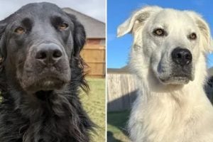 Dog Changes Color from Sleek Black to Stunning White