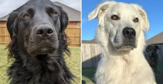Dog Changes Color from Sleek Black to Stunning White