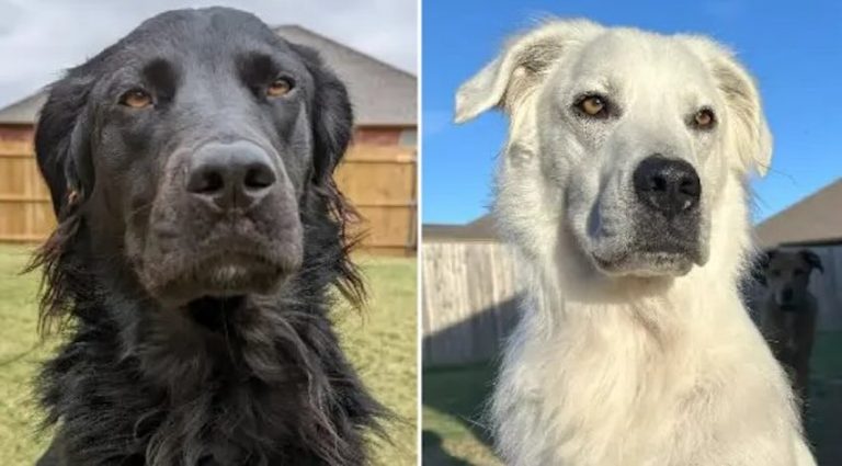Dog Changes Color from Sleek Black to Stunning White