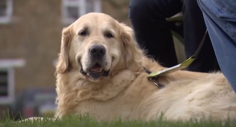 the dogfather retires
