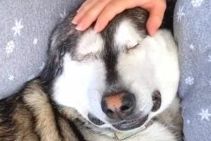 Blind Dog Labelled ‘Aggressive’ Becomes Big Softie After Second Adoption
