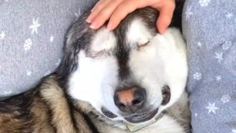 Horace the blind dog finds perfect home