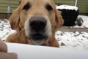 Friendly Golden Retriever is the Best Part of Mail Carrier’s Day