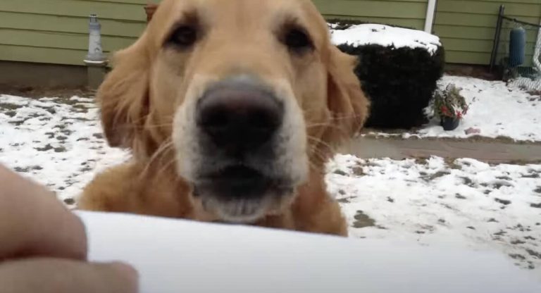 dog meets mail carrier