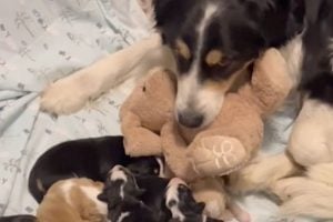 Sweet Mama Dog Keeps Bringing Stuffed Toy to Comfort Newborn Puppies