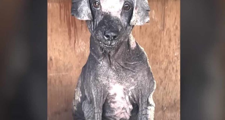 Dolly rescued by Mission Pawsible