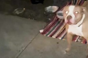 Woman Rents Truck To Rescue Pit Bull In The Middle Of The Night