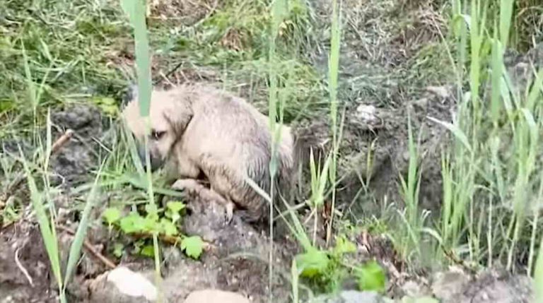 puppy found in the rain