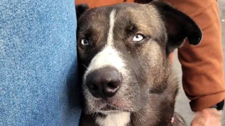 Big Shelter Dog Just Wants To Lean On Everyone He Meets