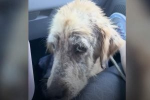 Stray Golden Retriever in the Worst Shape is So Excited to Meet Rescuer’s Family