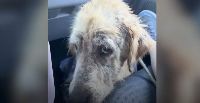 Stray Golden Retriever in the Worst Shape is So Excited to Meet Rescuer’s Family