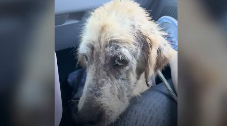sick stray golden retriever rescued