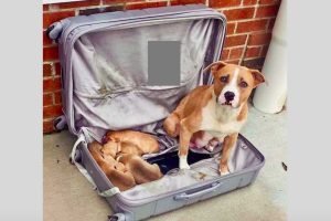 Dog and Her Puppies Zipped Up in Suitcase and Left Outside Firehall