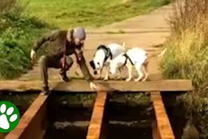 Sweet Puppy Gives His Brother The Confidence To Cross Bridge