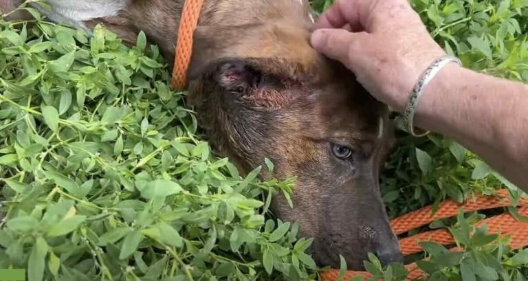 Hawkeye rescued from Stray Rescue of St. Louis